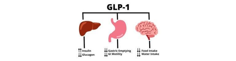 Getting to Know More About GLP-1